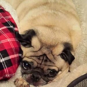 Meet your Posher, Tracy